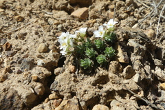 Cusickiella douglasii