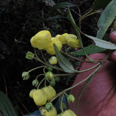 Calceolaria microbefaria