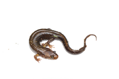 Desmognathus imitator