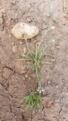 Plagiobothrys bracteatus