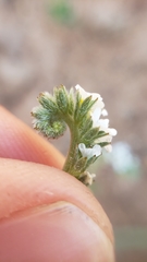 Plagiobothrys bracteatus