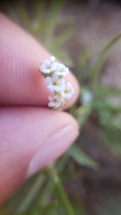 Plagiobothrys bracteatus