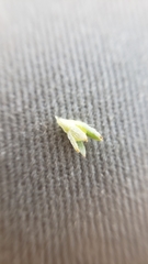 Plagiobothrys bracteatus