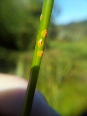 Puccinia austrina