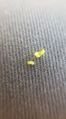 Plagiobothrys bracteatus