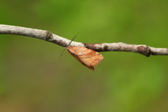 Macrochthonia fervens