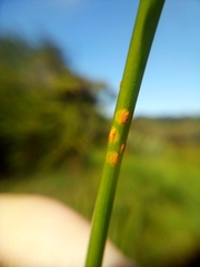 Puccinia austrina