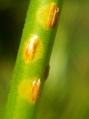 Puccinia austrina