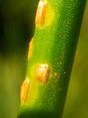 Puccinia austrina