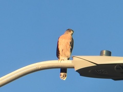 Accipiter cooperii