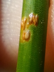 Puccinia austrina
