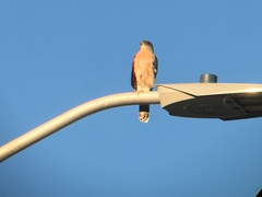 Accipiter cooperii