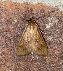 Diastictis