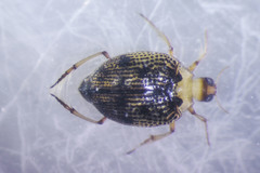 Peltodytes tortulosus