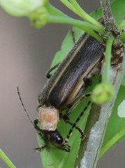 Podabrus quadratus