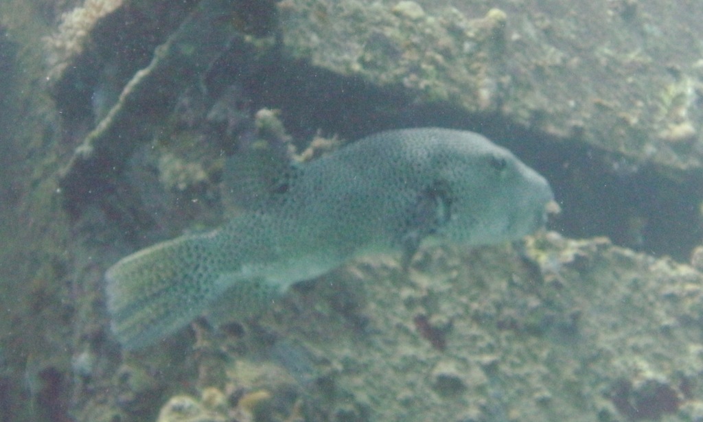 Blackspotted puffer
