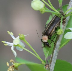Podabrus quadratus