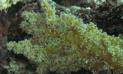 Dendronephthya hemprichi