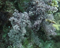 Dendronephthya hemprichi