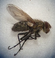 Pollenia rudis
