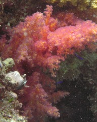 Dendronephthya hemprichi