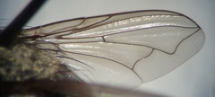 Pollenia rudis