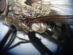 Pollenia rudis