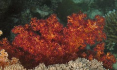 Dendronephthya hemprichi