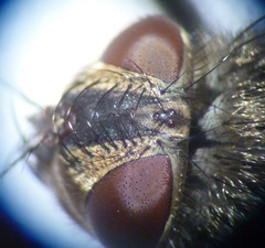 Pollenia rudis