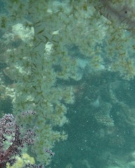 Dendronephthya hemprichi