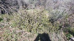 Fremontodendron