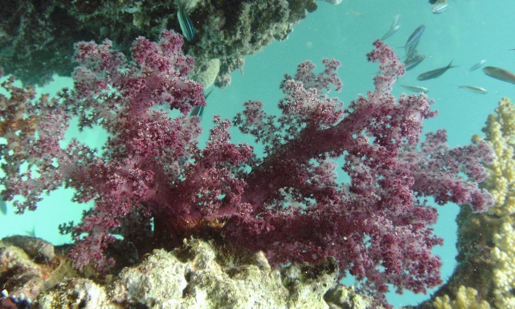 Foto de Coral brocoli (Dendronephthya hemprichi)