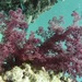 Dendronephthya hemprichi
