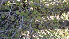 Fremontodendron