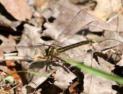 Phanogomphus oklahomensis