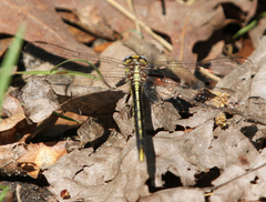 Phanogomphus oklahomensis