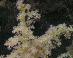 Dendronephthya hemprichi