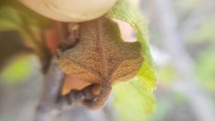 Fremontodendron