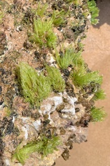 Chaetomorpha antennina