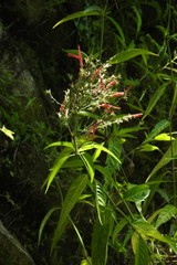 Justiciinae