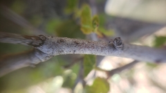 Fremontodendron