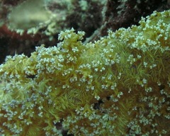 Dendronephthya hemprichi