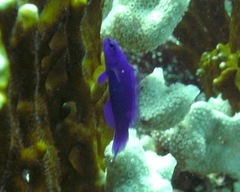 Pseudochromis fridmani