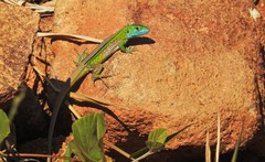 Cnemidophorus ruatanus
