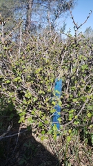 Fremontodendron