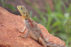 Agama lionotus