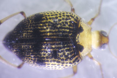 Peltodytes tortulosus