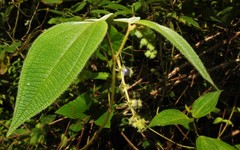Miconia dependens