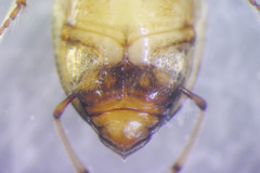 Peltodytes tortulosus