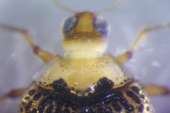 Peltodytes tortulosus
